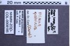 Etiketten zu Alaus patricia (NHMW-ZOO-COL-0008185)